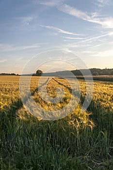 Wheat field before harvest landscape