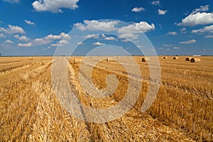 Wheat field after harvest with straw bales. Peaceful rich Ukraine before russian agression