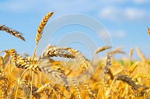 Wheat field before harvest on sunny summer day