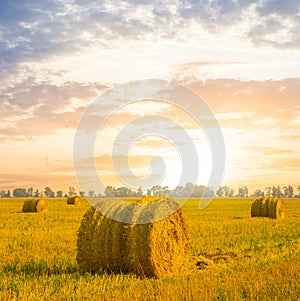 wheat field after a harvest at the sunset