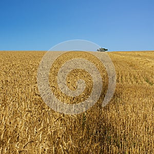 Wheat field and harvester