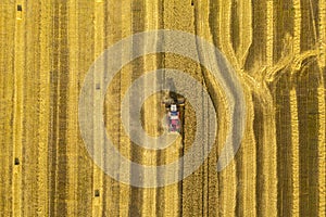 Wheat field, harvester removes wheat, view from the top of the quadcopter