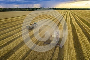 Wheat field, harvester removes wheat, view from the top of the quadcopter