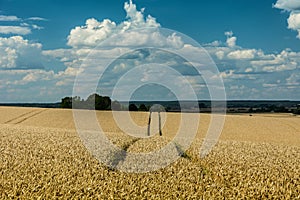 Wheat field on hills, horizon and clouds in the sky