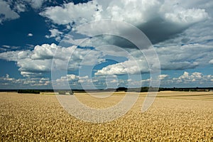 Wheat field, horizon and clouds in the sky