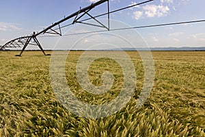 Wheat field and irrigation equipment