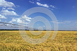 Wheat field and irrigation equipment