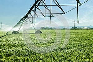 Wheat field irrigation on an Idaho farm