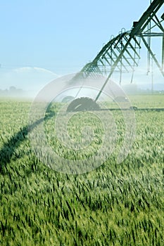 Wheat field irrigation on an Idaho farm