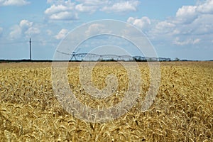 Wheat Field With Irrigation System