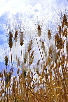 Pšenica v 