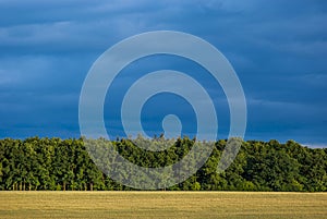 A wheat field in July at sunshine in front of a forest with a dr