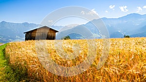 Wheat field in Ladis, blue sky an Alps mountains on the background