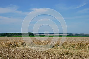 Wheat Field Landscape