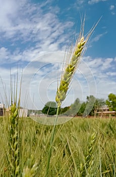 wheat field landscape with blue sky , Beautiful nature