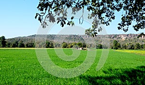 Wheat field landscape in India