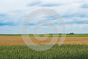 Wheat Field landscape multiple colors