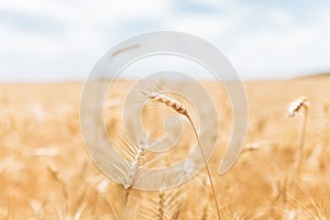 Wheat field, landscape view, Sunny day, many hectares of land with wheat