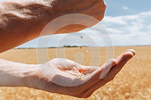 Wheat field, landscape view, Sunny day, many hectares of land with wheat