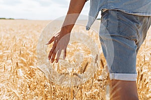 Wheat field, landscape view, Sunny day, many hectares of land with wheat