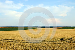 Wheat field landscape Vojvodina