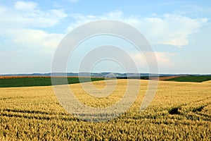 Wheat field landscape Vojvodina photo