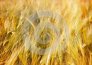 Wheat field in late afternoon