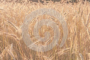 Wheat field in late afternoon summer sunshine