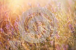 Wheat field and lavender flower lit by sunlight