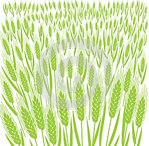 Wheat field. Leaves and ears of cereal. Agriculture straw. Banner background. Green grass meadow. Silhouette vector line