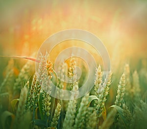 Wheat field lit by sunlight