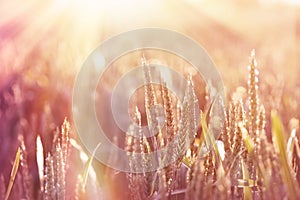 Wheat field lit by sunlight