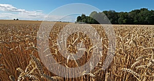 Wheat field in Loiret, France