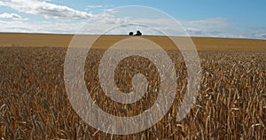 Wheat field in Loiret, France