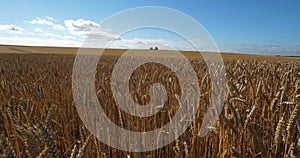 Wheat field in Loiret France