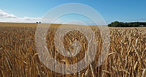 Wheat field in Loiret France