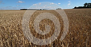 Wheat field in Loiret, France