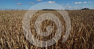 Wheat field in Loiret, France