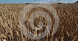 Wheat field in Loiret, France