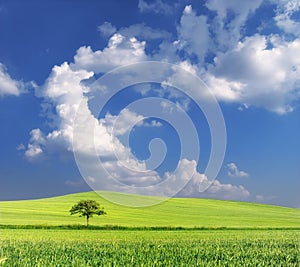 Green wheat field with lone tree and the blue cloudy sky, near Pannonhalma, Hungary - Green planet Earth