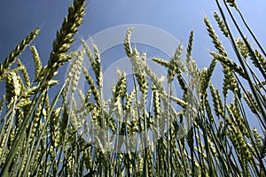 Wheat field in low angle view