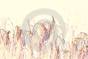 Wheat field made with watercolor techniques - illustration photo
