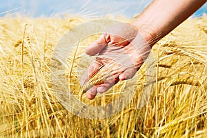 Wheat field and male hand holding cone in summer day