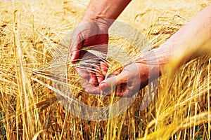 Wheat field and male hand holding cone in summer day