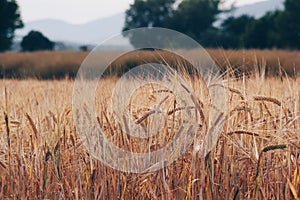 Wheat field in the middle of the forest
