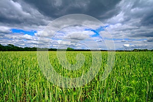 Wheat field in the Midwest