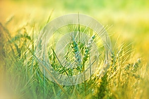 Wheat field in morning