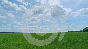 Wheat field in morning. Ears are slowly swaying in the wind. Agriculture concept - blue sky and clouds. Time lapse.