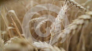 Wheat Field in morning. Ears of wheat close up. Harvest and harvesting concept.