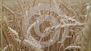 Wheat Field in morning. Ears of wheat close up. Harvest and harvesting concept.